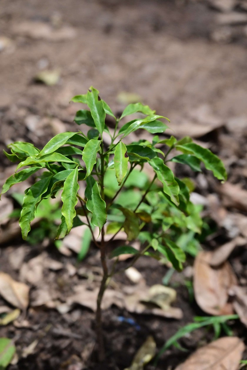 GRAFTING COFFEA EUGENIOIDES ON COFFEA EXCELSA