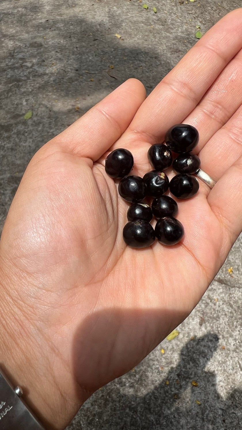 COFFEA TRAVENCORENSIS: ONE OF INDIA'S NATIVE COFFEA SPECIES