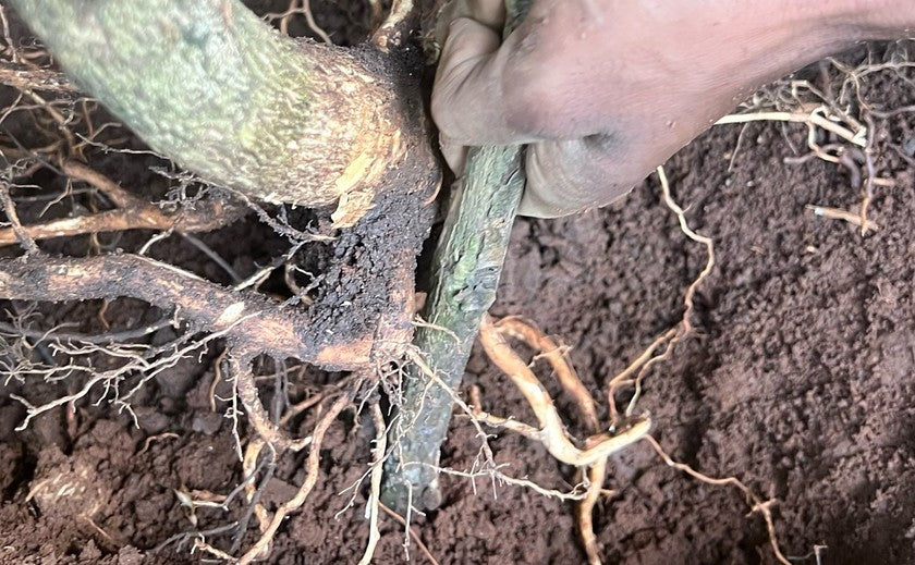 A CLOSER LOOK AT THE EXCELSA AND ROBUSTA ROOT SYSTEM